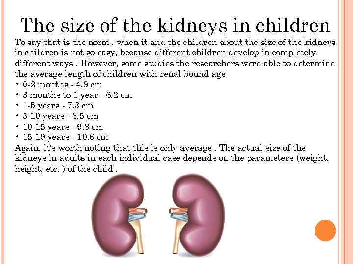 The size of the kidneys in children To say that is the norm ,