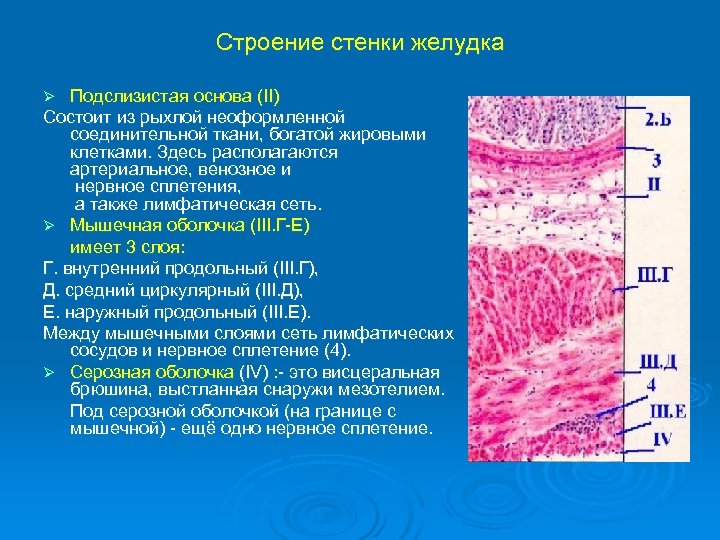 Функция оболочек желудка. Строение стенки ЖКТ анатомия. Строение стенки желудка слои. Структура слизистой оболочки желудка. Слои мышечной ткани желудка.