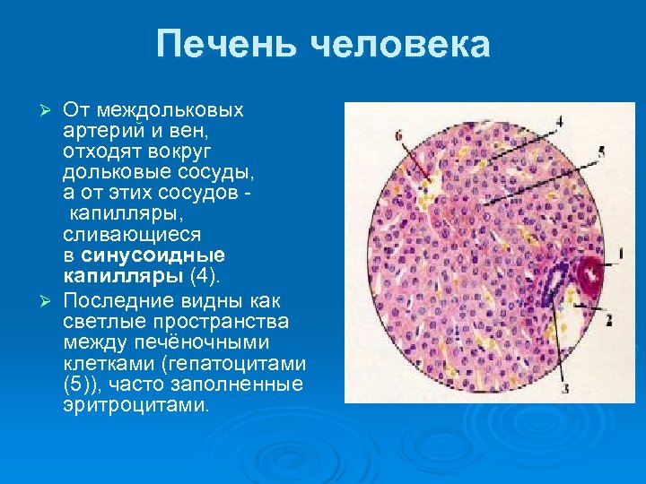 Роль печени в белковом обмене схема