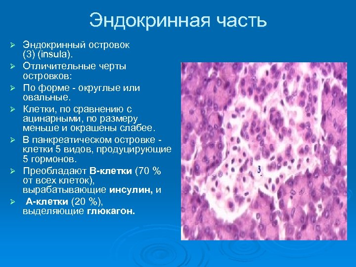 Орган имеет внешнесекреторную и внутрисекреторную части стенки состоят из трех слоев