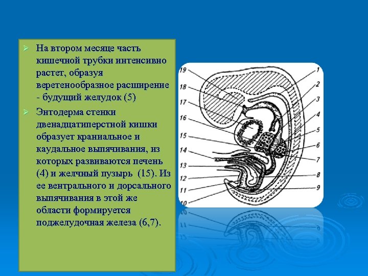 Части эмбриона животного. Кишечная трубка развивается из. Кишечная трубка эмбриогенез. Эмбриональная первичная кишечная трубка. Веретенообразное расширение кишечной трубки.