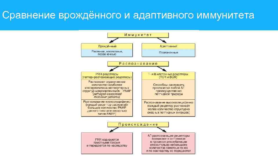 Сравнение врождённого и адаптивного иммунитета 