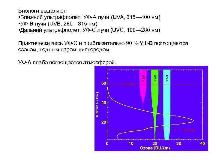 Биологи выделяют: • Ближний ультрафиолет, УФ-A лучи (UVA, 315— 400 нм) • УФ-B лучи