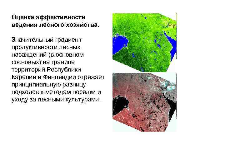 Оценка эффективности ведения лесного хозяйства. Значительный градиент продуктивности лесных насаждений (в основном сосновых) на
