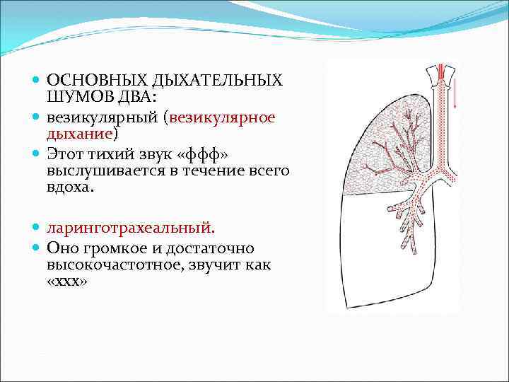  ОСНОВНЫХ ДЫХАТЕЛЬНЫХ ШУМОВ ДВА: везикулярный (везикулярное дыхание) Этот тихий звук «ффф» выслушивается в