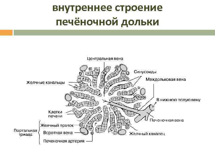 Сестринский уход при циррозе печени презентация