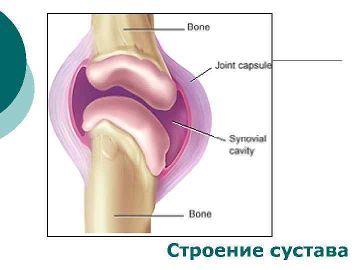 Строение сустава 