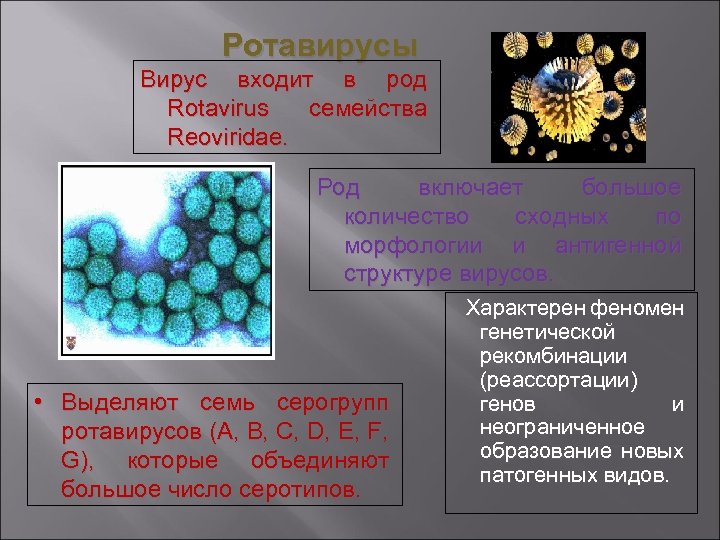 Ротавирусы Вирус входит в род Rotavirus семейства Reoviridae. Род включает большое количество сходных по