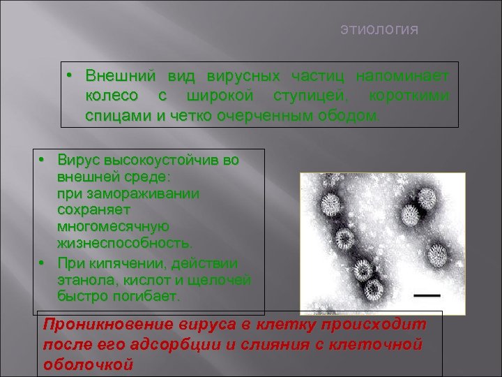 этиология • Внешний вид вирусных частиц напоминает колесо с широкой ступицей, короткими спицами и