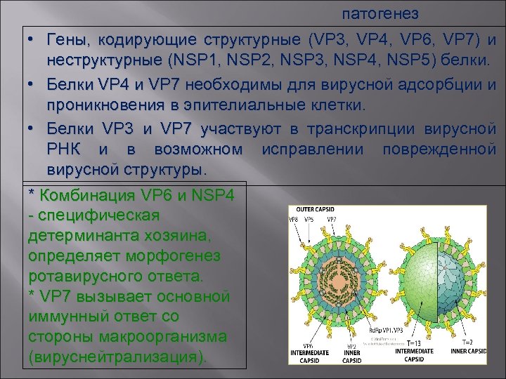 патогенез • Гены, кодирующие структурные (VP 3, VP 4, VP 6, VP 7) и