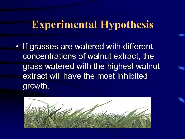 Experimental Hypothesis • If grasses are watered with different concentrations of walnut extract, the