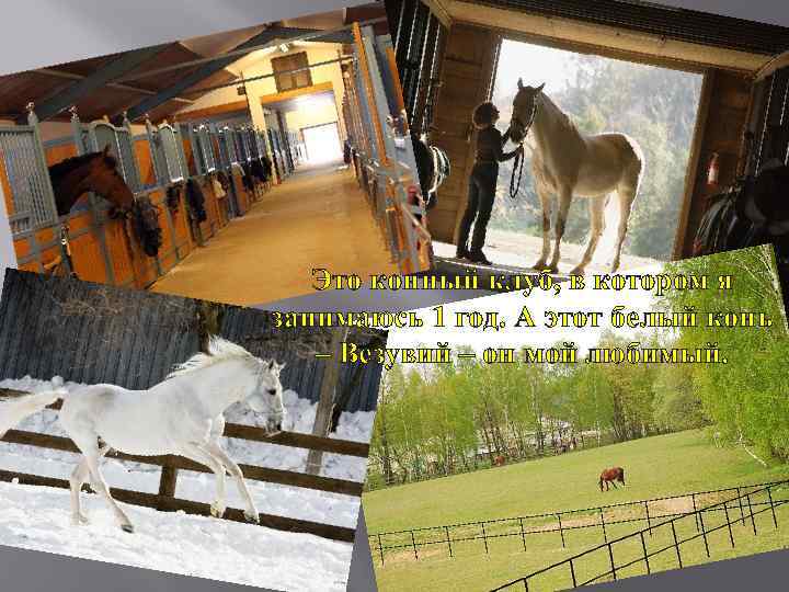Это конный клуб, в котором я занимаюсь 1 год. А этот белый конь –