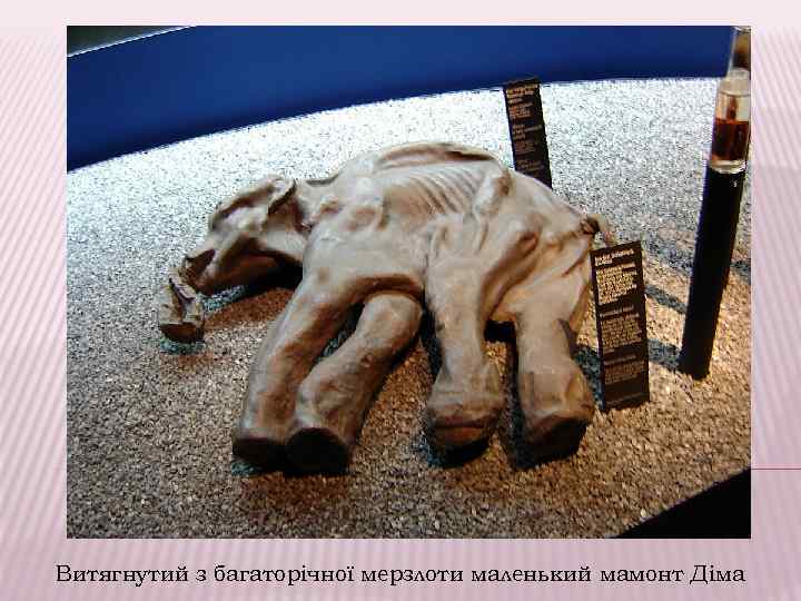 Витягнутий з багаторічної мерзлоти маленький мамонт Діма 