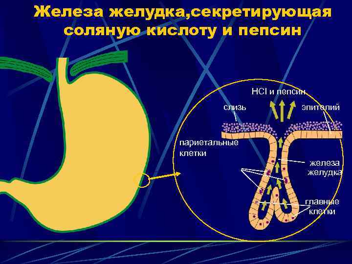 Париетальные клетки желудка