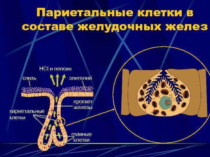 Париетальные клетки в составе желудочных желез HCI и пепсин слизь париетальные клетки эпителий просвет