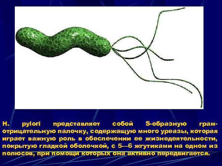 Н. pylori представляет собой S-образную грамотрицательную палочку, содержащую много уреазы, которая играет важную роль