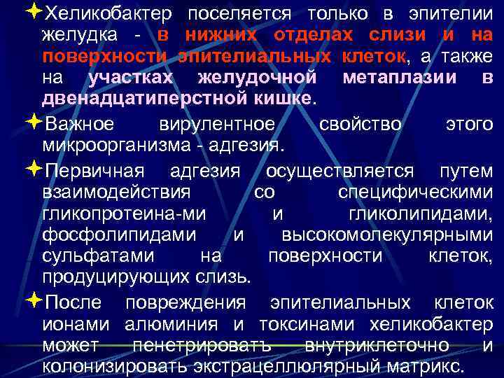 ªХеликобактер поселяется только в эпителии желудка - в нижних отделах слизи и на поверхности