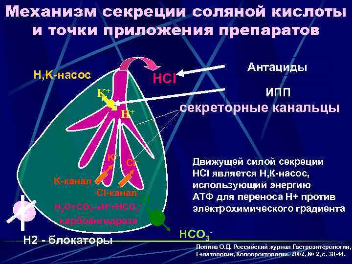 Механизм секреции соляной кислоты и точки приложения препаратов H, K-насос Антациды HCl ИПП K+