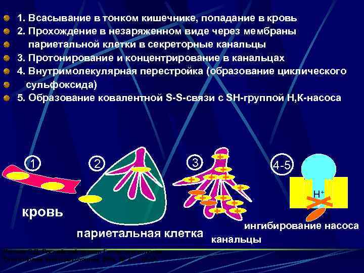 1. Всасывание в тонком кишечнике, попадание в кровь 2. Прохождение в незаряженном виде через