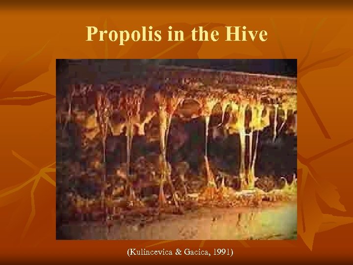 Propolis in the Hive (Kulincevica & Gacica, 1991) 