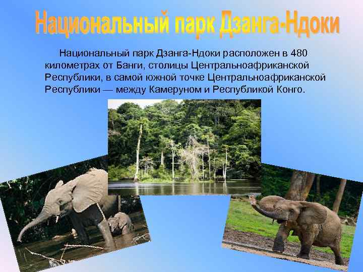  Национальный парк Дзанга-Ндоки расположен в 480 километрах от Банги, столицы Центральноафриканской Республики, в