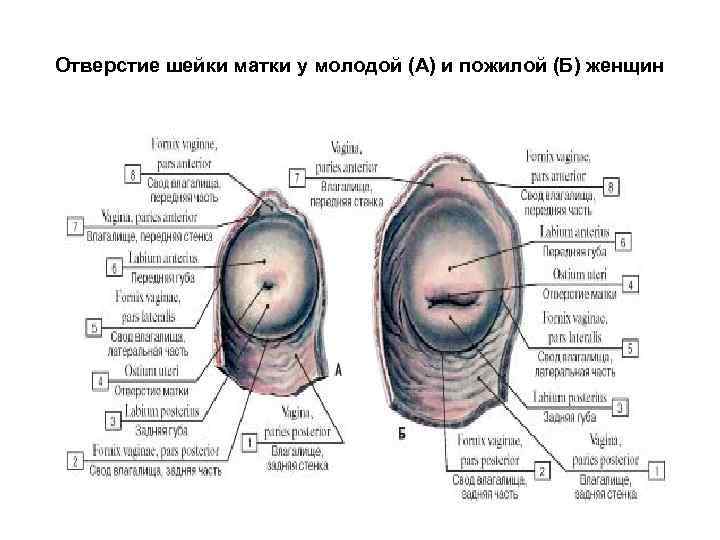 Как выглядят половые органы гермафродита фото