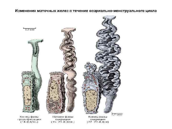 Рисунок женской половой системы