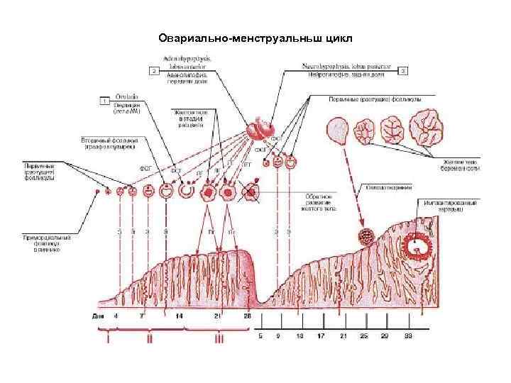 Рисунок женской половой системы