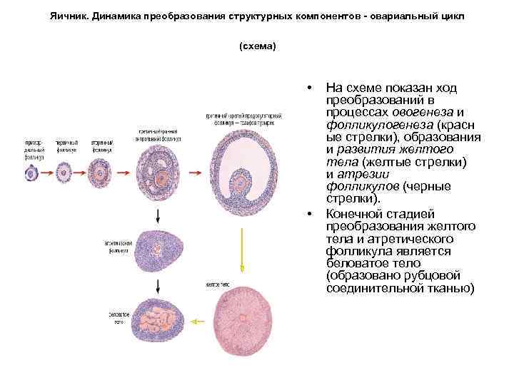 Яичник. Динамика преобразования структурных компонентов - овариальный цикл (схема) • • На схеме показан