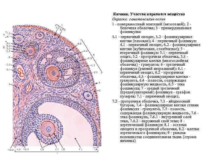 Женские наружные половые органы схема