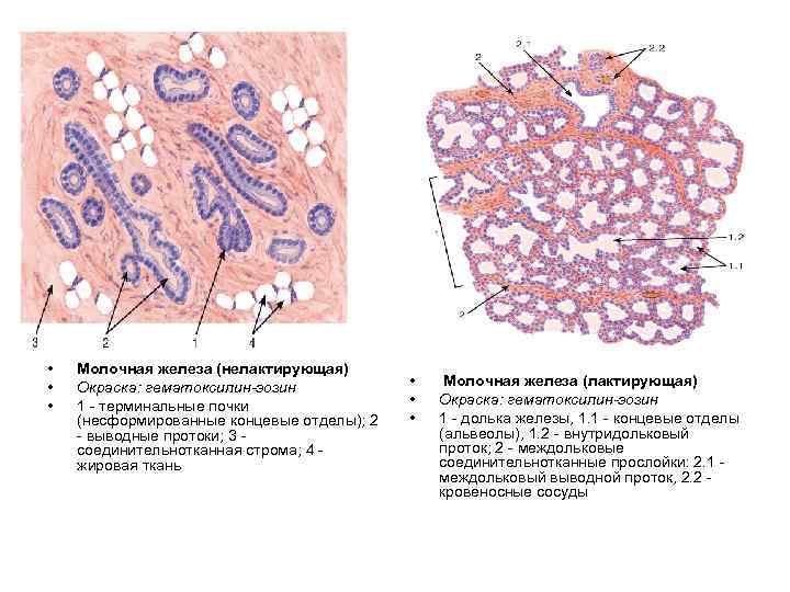  • • • Молочная железа (нелактирующая) Окраска: гематоксилин-эозин 1 - терминальные почки (несформированные