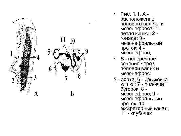  • Рис. 1. 1. А - расположение полового валика и мезонефроса: 1 -