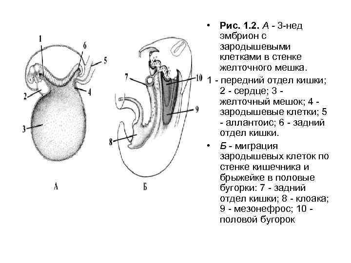 Строение женской половой системы рисунок