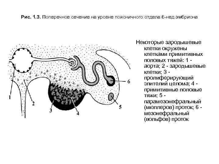 Органы женской половой системы рисунок