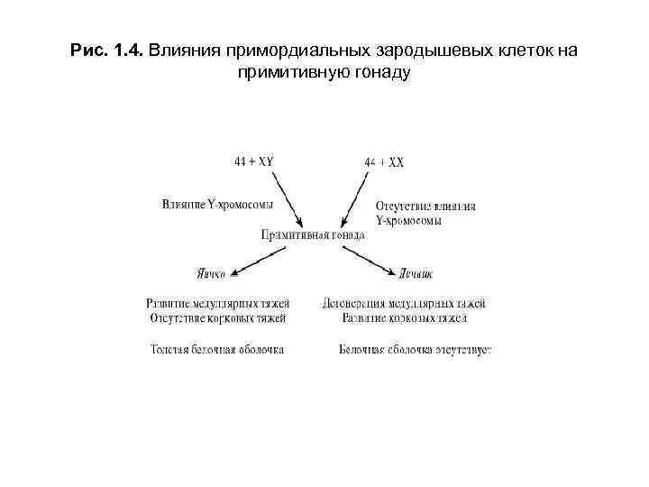 Рис. 1. 4. Влияния примордиальных зародышевых клеток на примитивную гонаду 
