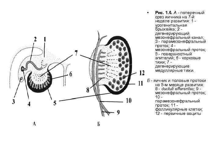  • Рис. 1. 6. А - поперечный срез яичника на 7 -й неделе
