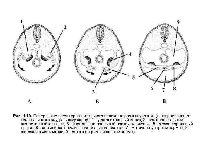 Рис. 1. 10. Поперечные срезы урогенитального валика на разных уровнях (в направлении от краниального