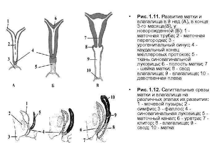 Органы женской половой системы рисунок