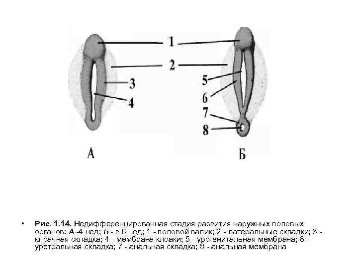  • Рис. 1. 14. Недифференцированная стадия развития наружных половых органов: А -4 нед;