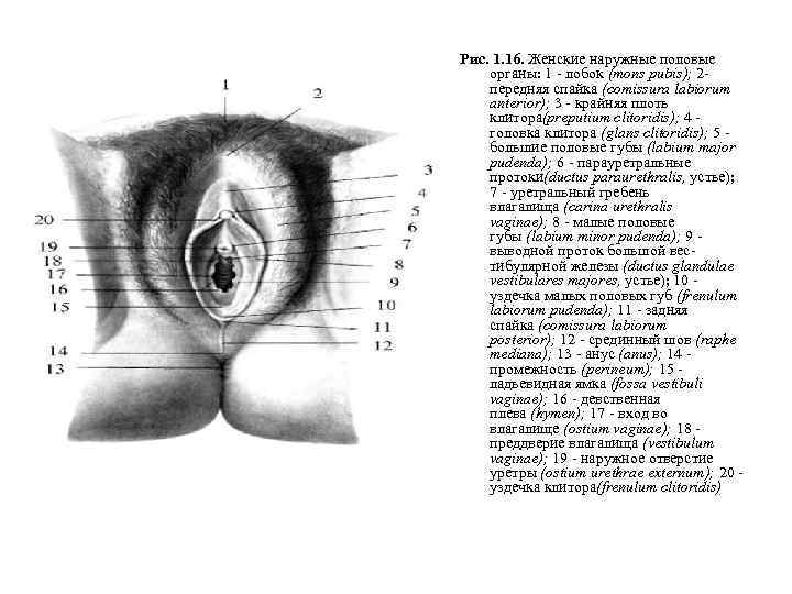 Рис. 1. 16. Женские наружные половые органы: 1 - лобок (mons pubis); 2 передняя