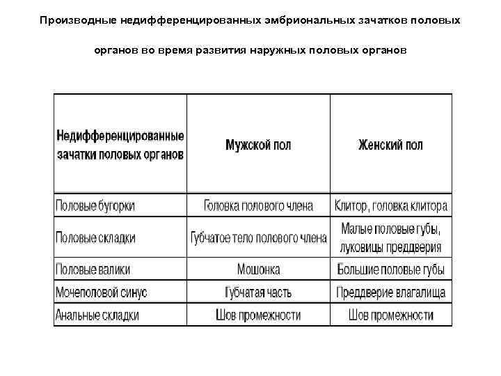 Производные недифференцированных эмбриональных зачатков половых органов во время развития наружных половых органов 