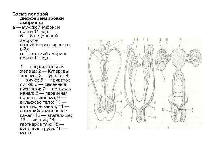 Схема половой дифференцировки эмбриона а — мужской эмбрион после 11 нед; б — 6