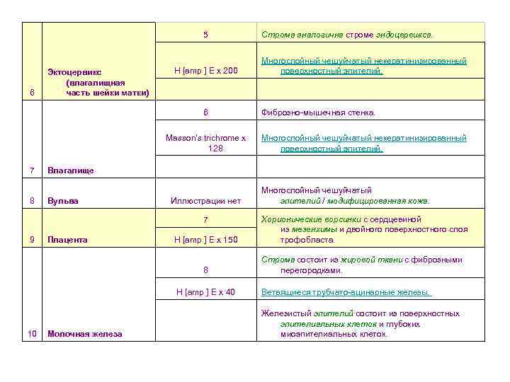 5 6 Эктоцервикс (влагалищная часть шейки матки) H [amp ] E х 200 Masson's