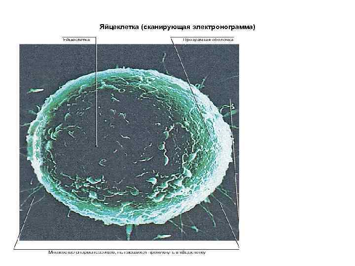Яйцеклетка (сканирующая электронограмма) 