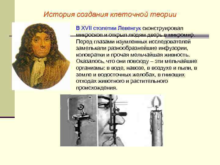 История создания клеточной теории В XVII столетии Левенгук сконструировал микроскоп и открыл людям дверь