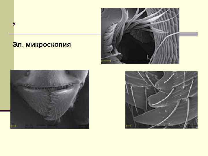 , Эл. микроскопия 