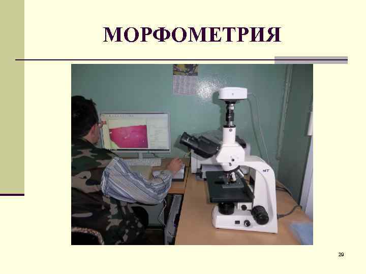 МОРФОМЕТРИЯ 29 