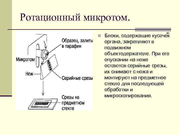 Ротационный микротом. 40 n Блоки, содержащие кусочек органа, закрепляют в подвижном объектодержателе. При его