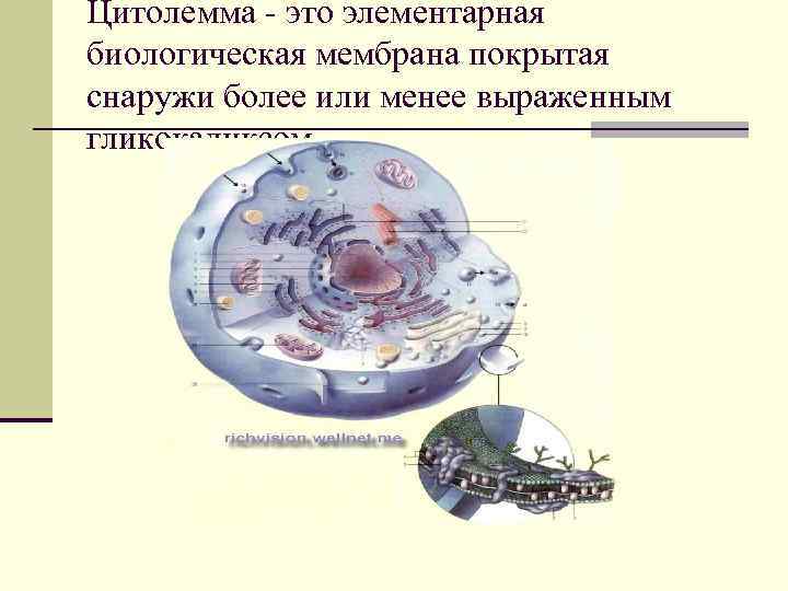Цитолемма - это элементарная биологическая мембрана покрытая снаружи более или менее выраженным гликокаликсом 
