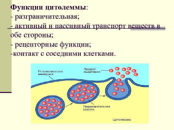 Функции цитолеммы: - разграничительная; - активный и пассивный транспорт веществ в обе стороны; -